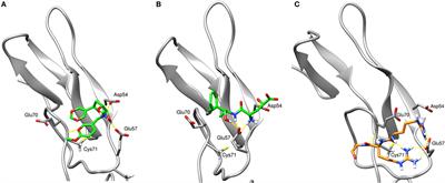 TNF Receptor Type II as an Emerging Drug Target for the Treatment of Cancer, Autoimmune Diseases, and Graft-Versus-Host Disease: Current Perspectives and In Silico Search for Small Molecule Binders